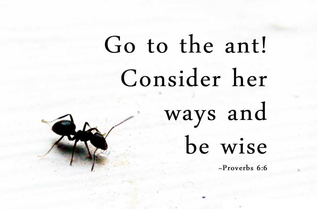 Consider the Ant.  A message from Word of Light Community Church